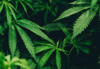 Cannabis pode melhorar o sono de algumas pessoas, mas não todas; entenda