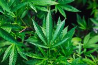 Relatora no STJ vota para permitir cultivo de cannabis medicinal