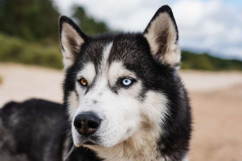 As orelhas do husky siberiano são triangulares 
