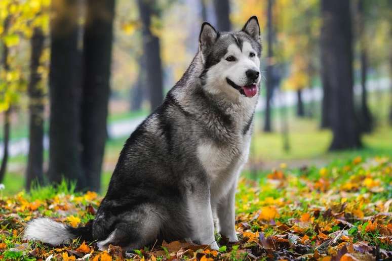 O malamute do Alasca tem a pelagem mais longa e áspera 