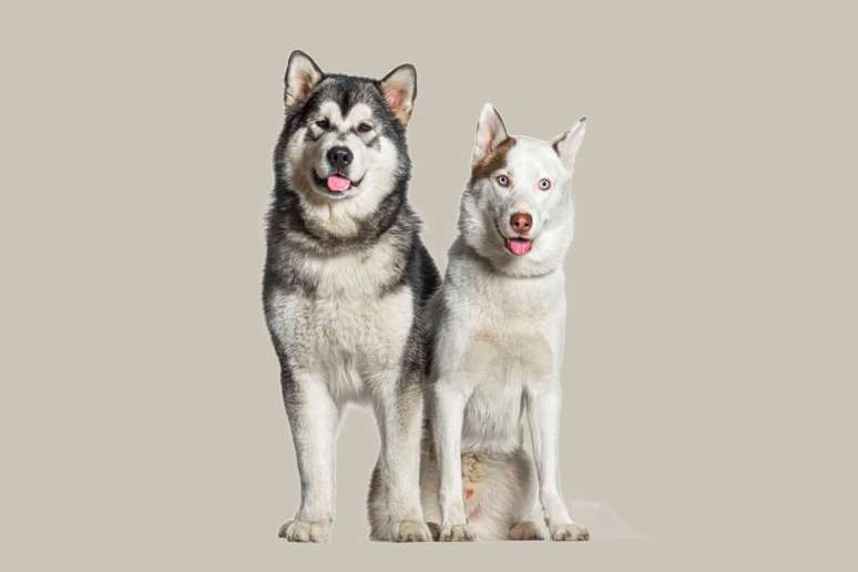 Confundidos à primeira vista, o malamute do Alasca e o husky siberiano são cachorros diferentes