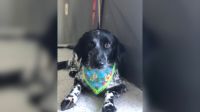 Filho de tutora vai buscar cadela em pet shop, mas encontra animal enforcado na mesa de tosa
